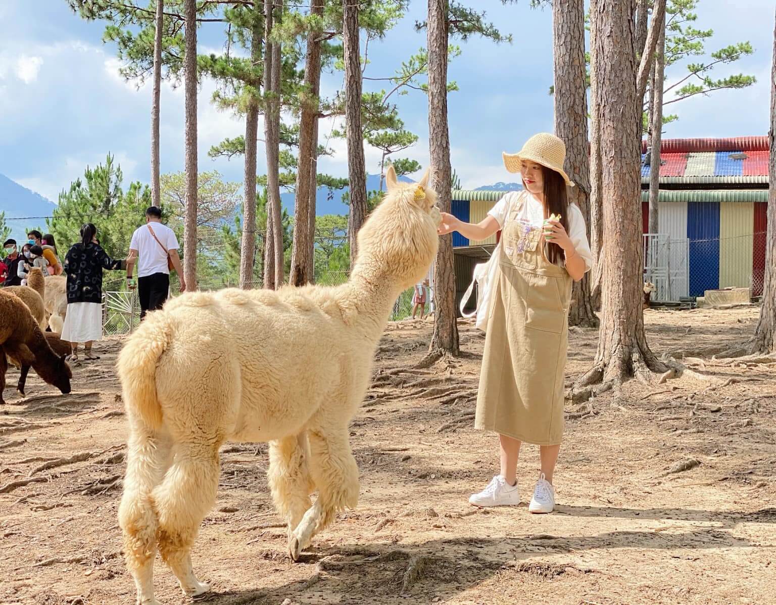 ZooDoo Đà Lạt